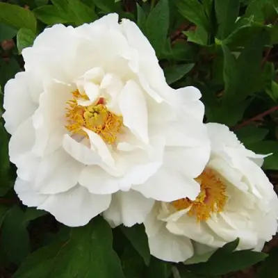 Пион БЕЛЫЙ НЕФРИТ древовидный в Кобрине