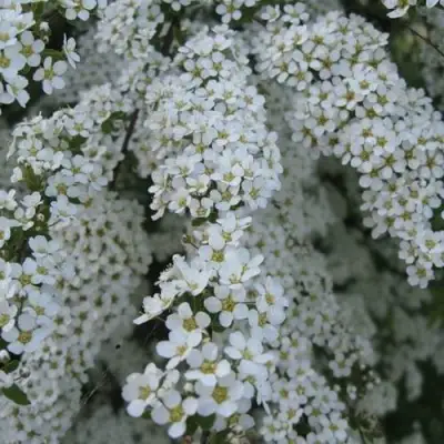 Спирея АРГУТА в Кобрине