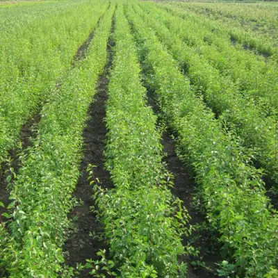 Подвой сливы ДИКАЯ АЛЫЧА в Кобрине