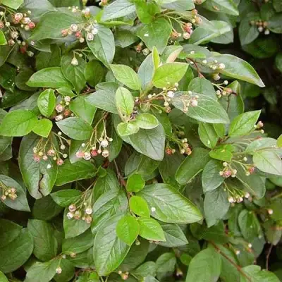 Кизильник блестящий в Кобрине