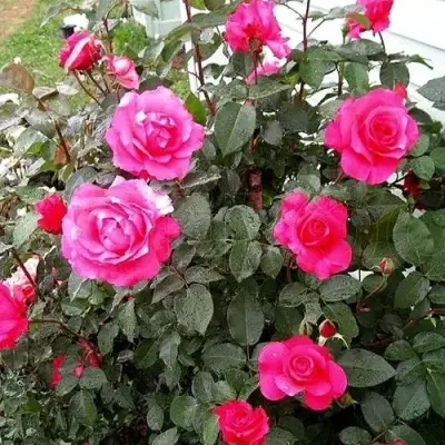 Роза МАЛИНОВЫЙ ЗВОН чайно-гибридная в Кобрине