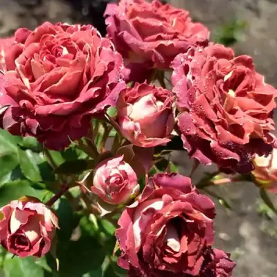 Роза ТИРАМИСУ спрей в Кобрине