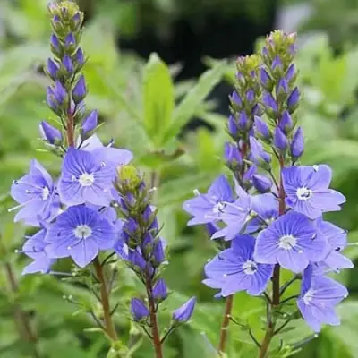 Вероника РОЯЛ БЛЮ большая в Кобрине