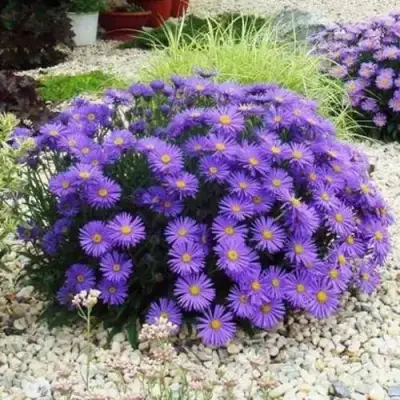 Астра ЛЕДИ ИН БЛЮ в Кобрине