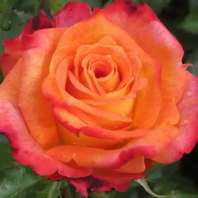 Роза ВАУ чайно-гибридная в Кобрине