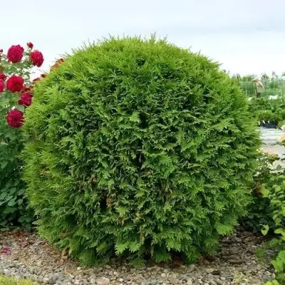 Туя ВУДВАРДИ западная в Кобрине