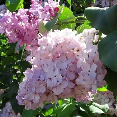 Сирень ГОРТЕНЗИЯ в Кобрине