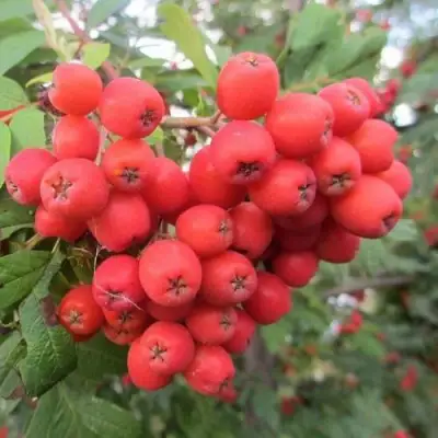 Рябина НЕВЕЖИНСКАЯ сладкоплодная в Кобрине