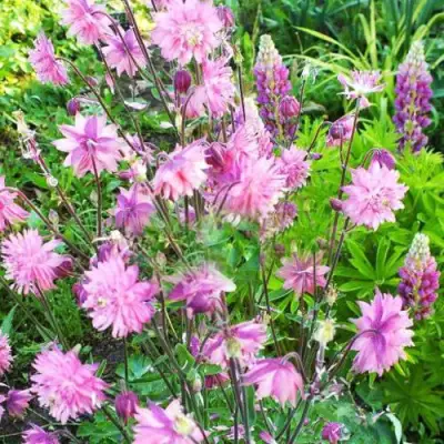 Аквилегия БАРЛОУ ПИНК гибрид МакКаны в Кобрине