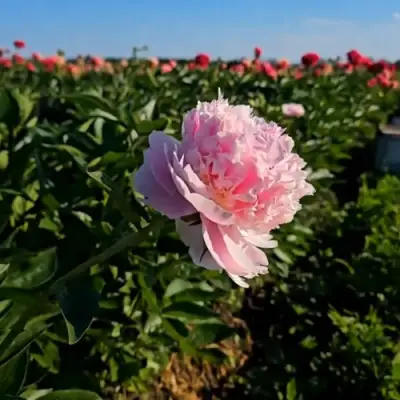 Пион ИМПЕРАТОРСКАЯ НАЛОЖНИЦА древовидный в Кобрине