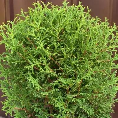 Туя ХОЗЕРИ западная в Кобрине