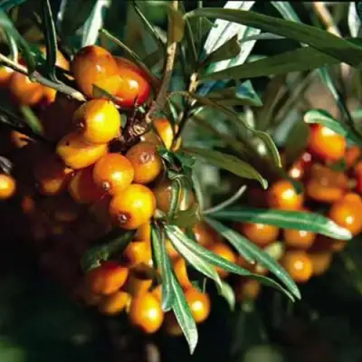 Облепиха ДАР КАЗАКОВУ в Кобрине