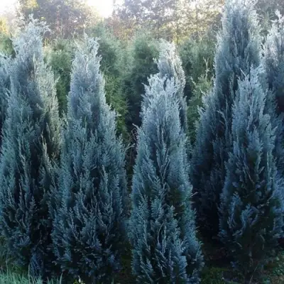 Кипарисовик ДАРТС БЛЮ РИББОН лавсона в Кобрине