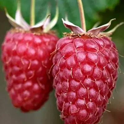 Малина РУБИНОВОЕ ОЖЕРЕЛЬЕ в Кобрине