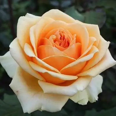 Роза ГЕЙША чайно-гибридная в Кобрине