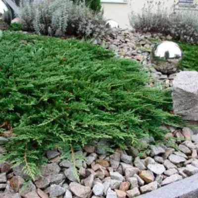 Можжевельник ПРИНЦ ОФ УЭЛЬС горизонтальный в Кобрине