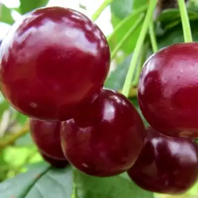 Вишня ГРИОТ БЕЛОРУССКИЙ в Кобрине