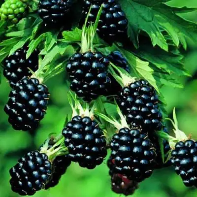 Ежевика КИТАНИНИ бесшипная  в Кобрине