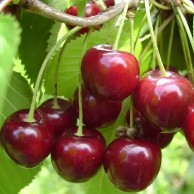 Вишня ХАРИТОНОВСКАЯ в Кобрине