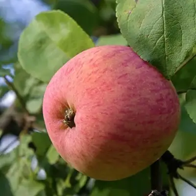 Яблоня МЕЛБА в Кобрине