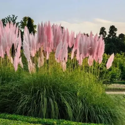 Кортадерия розовая (пампасная трава) в Кобрине