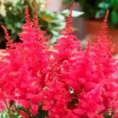 Астильба ЮНИК КАРМИН гибридная в Кобрине