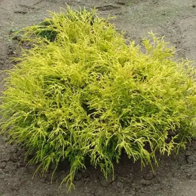 Кипарисовик ГОЛДЕН МОП горохоплодный в Кобрине