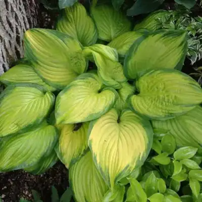 Хоста СТЕЙНД ГЛАСС гибридная в Кобрине