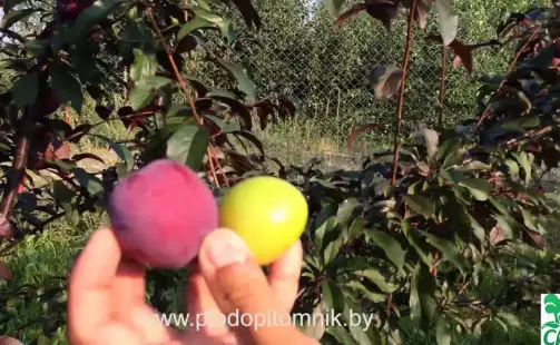 Превью видео