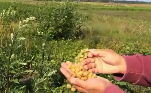 Превью видео