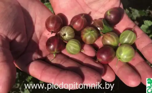 Превью видео