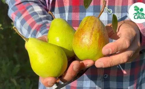 Превью видео