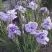 Ирис ИМПЕРИАЛ ОПАЛ сибирский в Кобрине