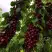 Черешня ХЕЛЕНА колоновидная в Кобрине