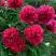 Пион БЕЛГРАВИЯ травянистый в Кобрине