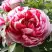 Пион РЕД ВИЗ ПИНК древовидный в Кобрине