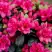 Азалия КАНЗОНЕТТА японская в Кобрине