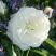 Роза АЛАБАСТЕР флорибунда в Кобрине