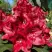 Рододендрон МАТАДОР в Кобрине