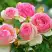 Роза ПЬЕР ДЕ РОНСАР плетистая в Кобрине