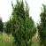 Можжевельник КАЙЗУКА китайский в Кобрине