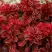 Барбарис РЕД ХОТ ЧИЛИ тунберга в Кобрине