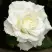 Роза МОНДИАЛЬ чайно-гибридная в Кобрине
