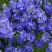 Вероника РОЯЛ БЛЮ большая в Кобрине