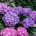 Гортензия ГАМБУРГ крупнолистная в Кобрине