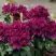 Рододендрон КАЛИ в Кобрине