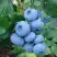 Голубика ТОРО в Кобрине