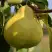 Груша ВЕЛИКАЯ ЛЕТНЯЯ (БОЛЬШАЯ ЛЕТНЯЯ) в Кобрине