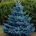 Ель МАДЖЕСТИК БЛЮ колючая в Кобрине