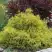 Кипарисовик ГОЛДЕН МОП горохоплодный в Кобрине
